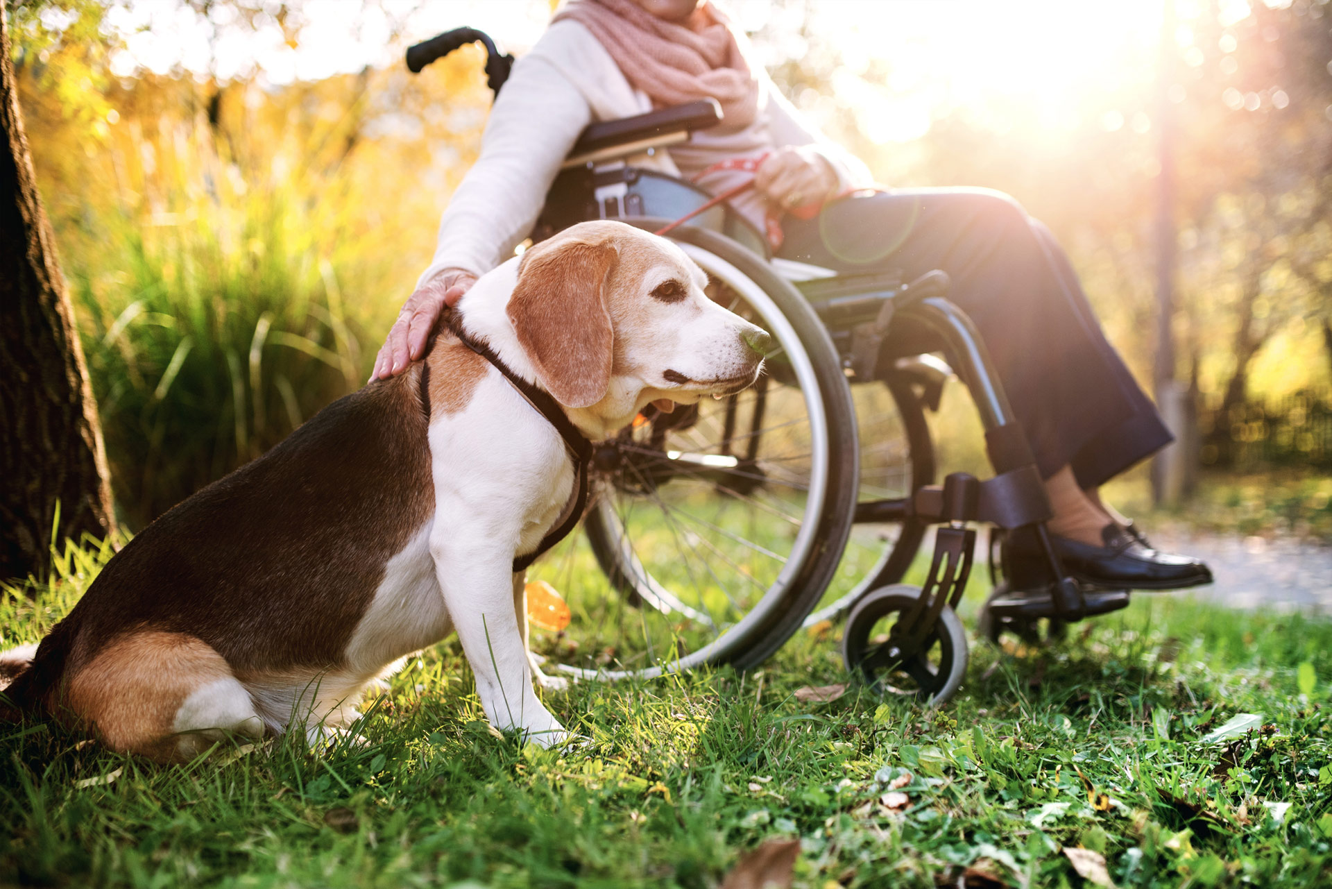 Can a Service or Therapy Animal help Children & Adults with Special Needs?